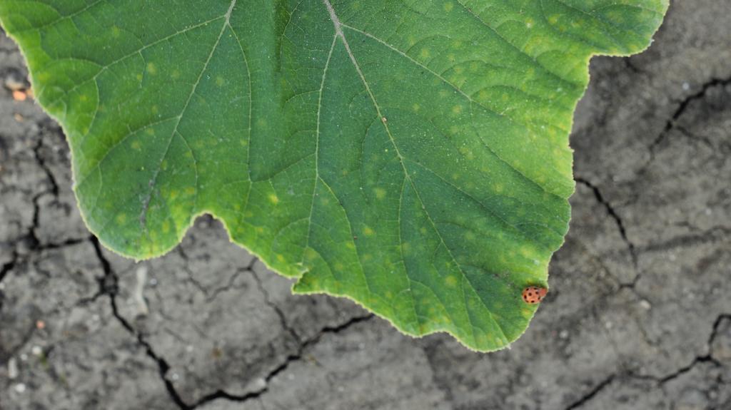 Casale Sombrino Vendégház Supersano Kültér fotó